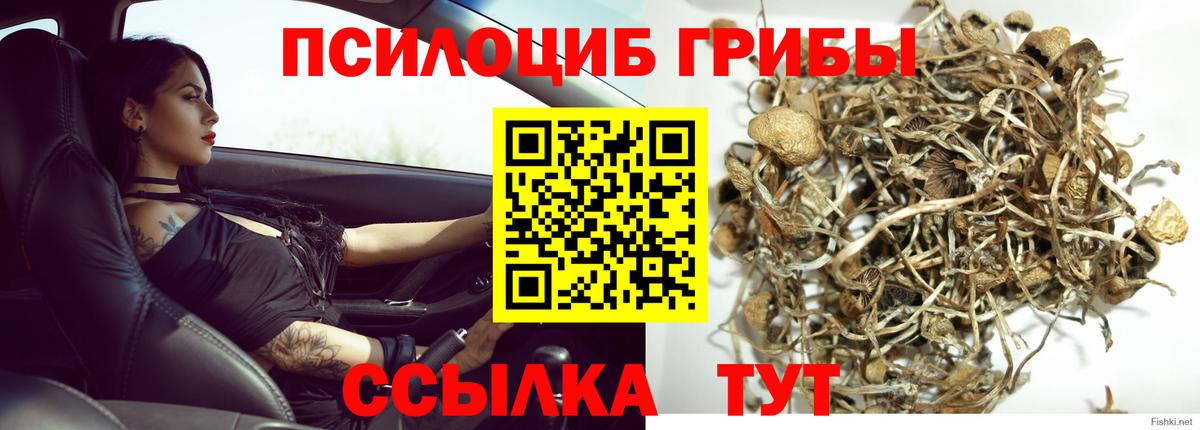 Псилоцибиновые грибы Cubensis Архангельск